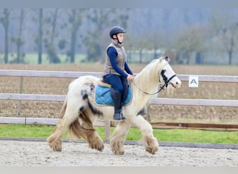 Cob Irlandese / Tinker / Gypsy Vanner, Giumenta, 7 Anni, 135 cm, Pezzato