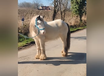 Cob Irlandese / Tinker / Gypsy Vanner, Giumenta, 7 Anni, 135 cm, Pezzato