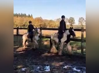 Cob Irlandese / Tinker / Gypsy Vanner, Giumenta, 7 Anni, 135 cm, Pezzato