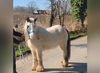 Cob Irlandese / Tinker / Gypsy Vanner, Giumenta, 7 Anni, 135 cm, Pezzato