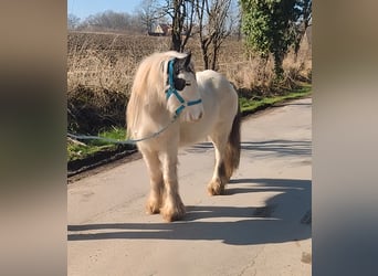 Cob Irlandese / Tinker / Gypsy Vanner, Giumenta, 7 Anni, 135 cm, Pezzato