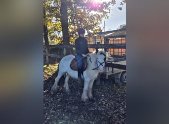 Cob Irlandese / Tinker / Gypsy Vanner, Giumenta, 7 Anni, 135 cm, Pezzato