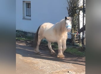 Cob Irlandese / Tinker / Gypsy Vanner, Giumenta, 7 Anni, 135 cm, Pezzato