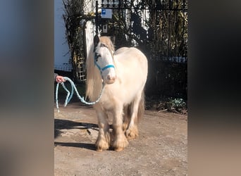 Cob Irlandese / Tinker / Gypsy Vanner, Giumenta, 7 Anni, 135 cm, Pezzato