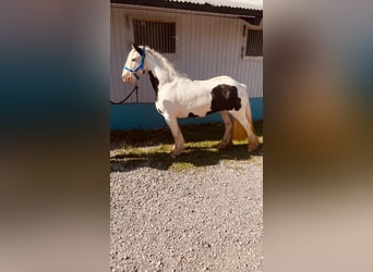 Cob Irlandese / Tinker / Gypsy Vanner, Giumenta, 7 Anni, 135 cm, Pezzato