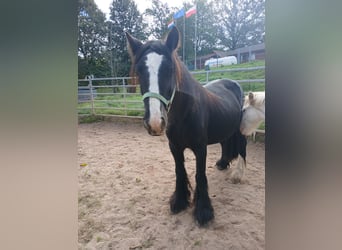 Cob Irlandese / Tinker / Gypsy Vanner, Giumenta, 7 Anni, 136 cm, Morello