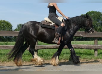 Cob Irlandese / Tinker / Gypsy Vanner, Giumenta, 7 Anni, 138 cm, Morello