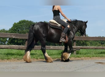 Cob Irlandese / Tinker / Gypsy Vanner, Giumenta, 7 Anni, 138 cm, Morello