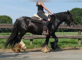 Cob Irlandese / Tinker / Gypsy Vanner, Giumenta, 7 Anni, 138 cm, Morello