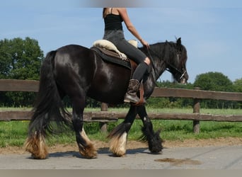 Cob Irlandese / Tinker / Gypsy Vanner, Giumenta, 7 Anni, 138 cm, Morello