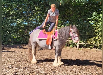Cob Irlandese / Tinker / Gypsy Vanner, Giumenta, 7 Anni, 139 cm, Grullo
