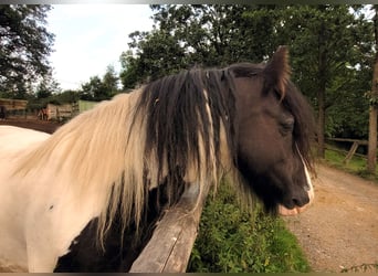 Cob Irlandese / Tinker / Gypsy Vanner, Giumenta, 7 Anni, 140 cm, Pezzato