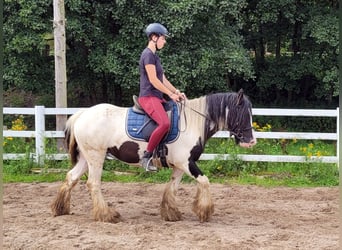 Cob Irlandese / Tinker / Gypsy Vanner, Giumenta, 7 Anni, 140 cm, Pezzato