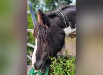 Cob Irlandese / Tinker / Gypsy Vanner, Giumenta, 7 Anni, 140 cm, Pezzato