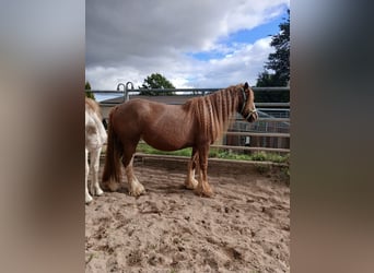 Cob Irlandese / Tinker / Gypsy Vanner, Giumenta, 7 Anni, 141 cm, Sauro