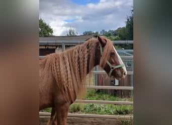 Cob Irlandese / Tinker / Gypsy Vanner, Giumenta, 7 Anni, 141 cm, Sauro