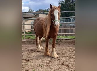 Cob Irlandese / Tinker / Gypsy Vanner, Giumenta, 7 Anni, 141 cm, Sauro