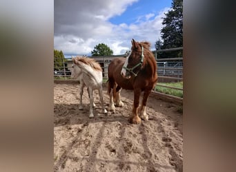 Cob Irlandese / Tinker / Gypsy Vanner, Giumenta, 7 Anni, 141 cm, Sauro