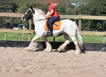 Cob Irlandese / Tinker / Gypsy Vanner, Giumenta, 7 Anni, 150 cm, Pezzato