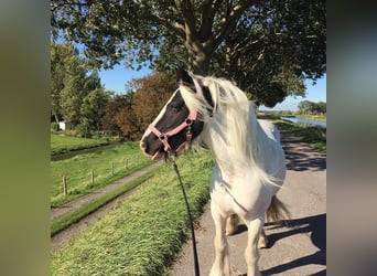 Cob Irlandese / Tinker / Gypsy Vanner, Giumenta, 7 Anni, 150 cm, Pezzato