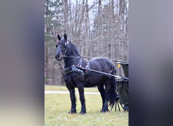 Cob Irlandese / Tinker / Gypsy Vanner Mix, Giumenta, 7 Anni, 152 cm, Morello