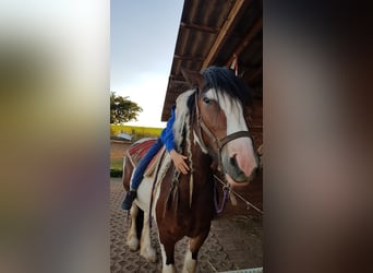 Cob Irlandese / Tinker / Gypsy Vanner, Giumenta, 7 Anni, 154 cm, Pezzato