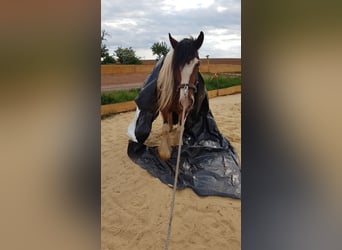 Cob Irlandese / Tinker / Gypsy Vanner, Giumenta, 7 Anni, 154 cm, Pezzato