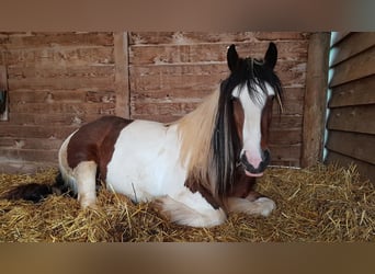 Cob Irlandese / Tinker / Gypsy Vanner, Giumenta, 7 Anni, 154 cm, Pezzato