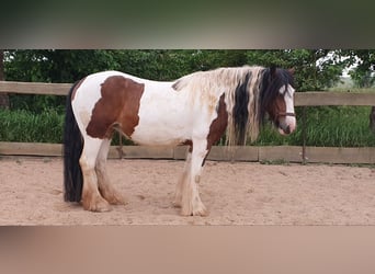 Cob Irlandese / Tinker / Gypsy Vanner, Giumenta, 7 Anni, 154 cm, Pezzato