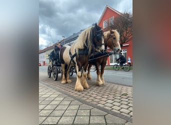 Cob Irlandese / Tinker / Gypsy Vanner, Giumenta, 7 Anni, 154 cm, Pezzato