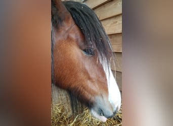 Cob Irlandese / Tinker / Gypsy Vanner, Giumenta, 7 Anni, 154 cm, Pezzato