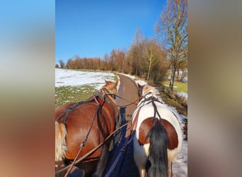 Cob Irlandese / Tinker / Gypsy Vanner, Giumenta, 7 Anni, 154 cm, Pezzato