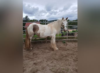 Cob Irlandese / Tinker / Gypsy Vanner, Giumenta, 7 Anni, 155 cm, Sauro