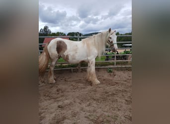 Cob Irlandese / Tinker / Gypsy Vanner, Giumenta, 7 Anni, 155 cm, Sauro