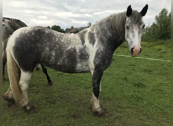 Cob Irlandese / Tinker / Gypsy Vanner, Giumenta, 7 Anni, 160 cm, Grigio