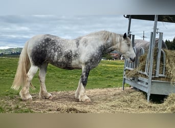 Cob Irlandese / Tinker / Gypsy Vanner, Giumenta, 7 Anni, 160 cm, Grigio