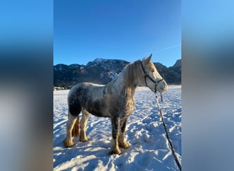 Cob Irlandese / Tinker / Gypsy Vanner, Giumenta, 7 Anni, 160 cm, Grigio