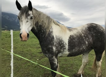 Cob Irlandese / Tinker / Gypsy Vanner, Giumenta, 7 Anni, 160 cm, Grigio