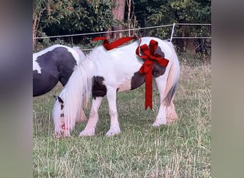 Cob Irlandese / Tinker / Gypsy Vanner, Giumenta, 8 Anni, 126 cm, Pezzato