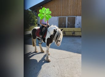 Cob Irlandese / Tinker / Gypsy Vanner, Giumenta, 8 Anni, 126 cm, Pezzato