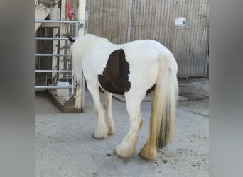 Cob Irlandese / Tinker / Gypsy Vanner, Giumenta, 8 Anni, 126 cm, Pezzato