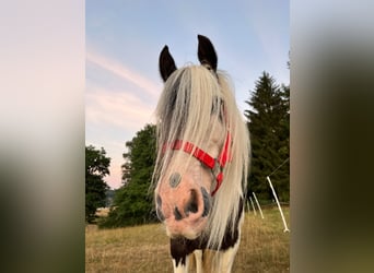 Cob Irlandese / Tinker / Gypsy Vanner, Giumenta, 8 Anni, 126 cm, Pezzato