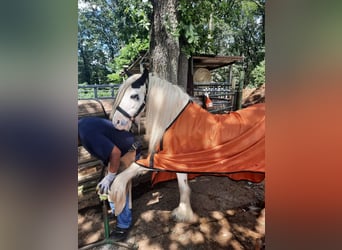 Cob Irlandese / Tinker / Gypsy Vanner, Giumenta, 8 Anni, 126 cm, Pezzato