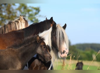 Cob Irlandese / Tinker / Gypsy Vanner, Giumenta, 8 Anni, 126 cm, Pezzato