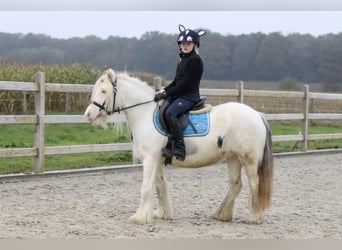 Cob Irlandese / Tinker / Gypsy Vanner, Giumenta, 8 Anni, 128 cm, Cremello