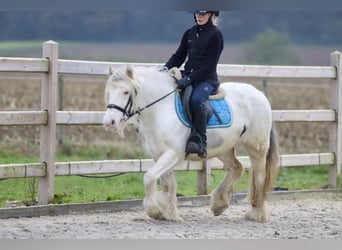 Cob Irlandese / Tinker / Gypsy Vanner, Giumenta, 8 Anni, 128 cm, Cremello