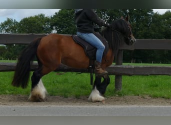 Cob Irlandese / Tinker / Gypsy Vanner, Giumenta, 8 Anni, 130 cm, Baio