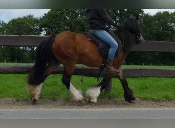 Cob Irlandese / Tinker / Gypsy Vanner, Giumenta, 8 Anni, 130 cm, Baio