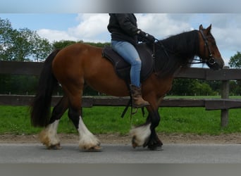 Cob Irlandese / Tinker / Gypsy Vanner, Giumenta, 8 Anni, 130 cm, Baio