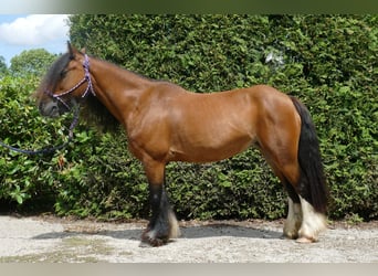 Cob Irlandese / Tinker / Gypsy Vanner, Giumenta, 8 Anni, 130 cm, Baio